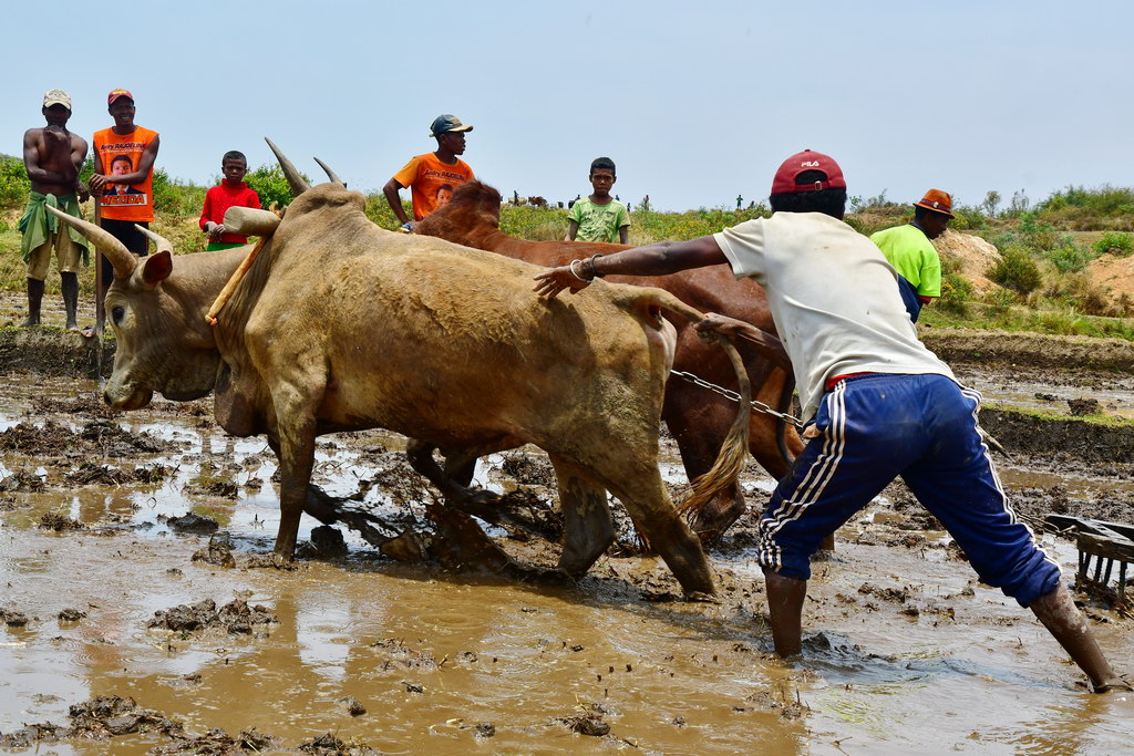 Ambositra Region